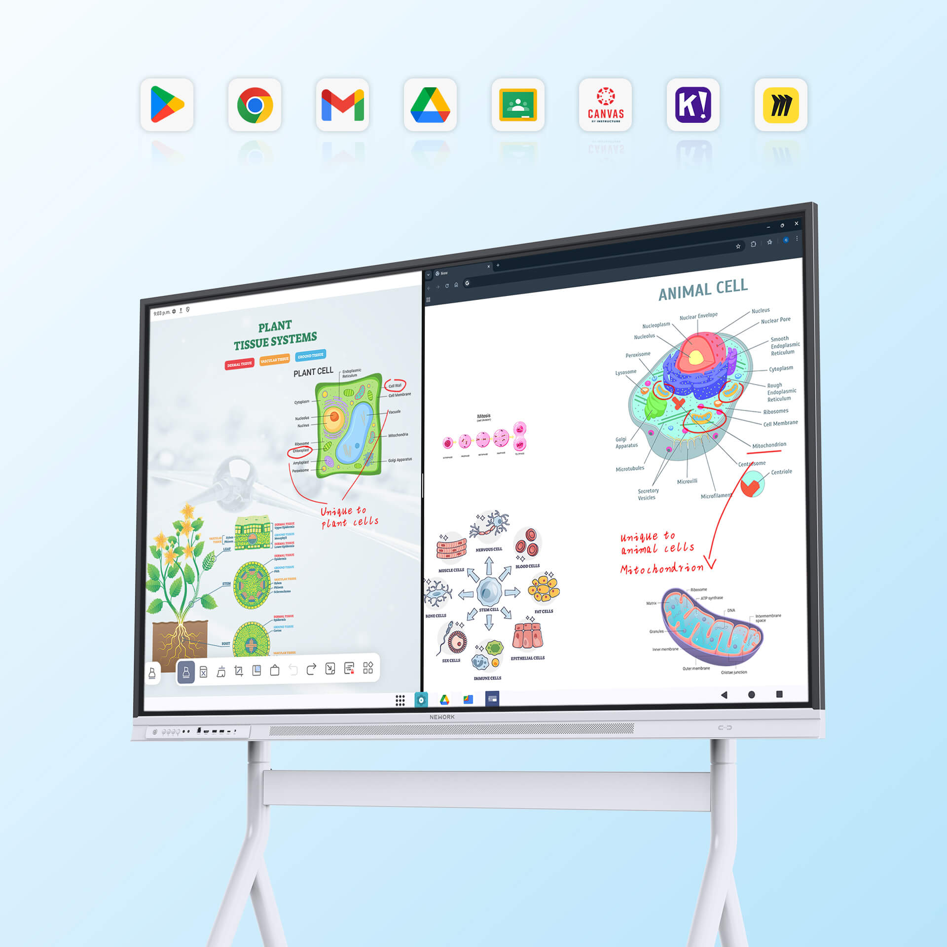 Nework 4K smart whiteboard showing split-screen biology lesson for classroom teaching